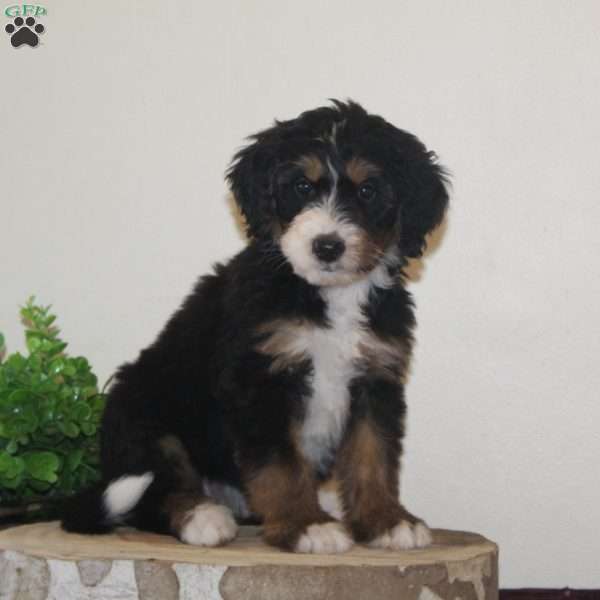 Gingerbread, Bernedoodle Puppy